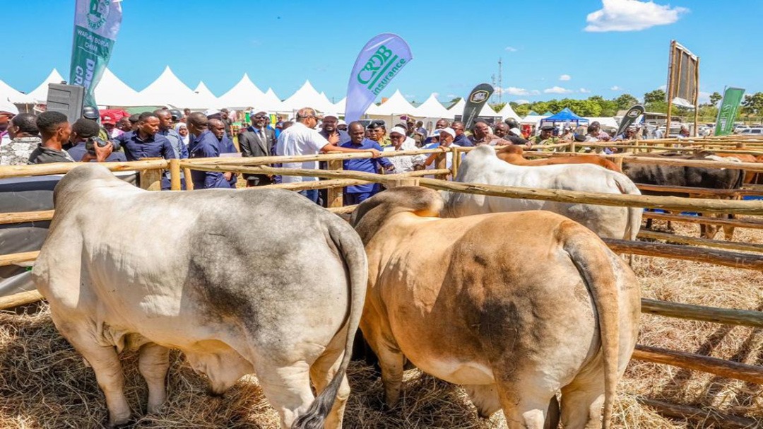 KONGAMANO LA KITAIFA LA NGOZI 2026  – FURSA MPYA ZA UCHUMI WA KIJANI